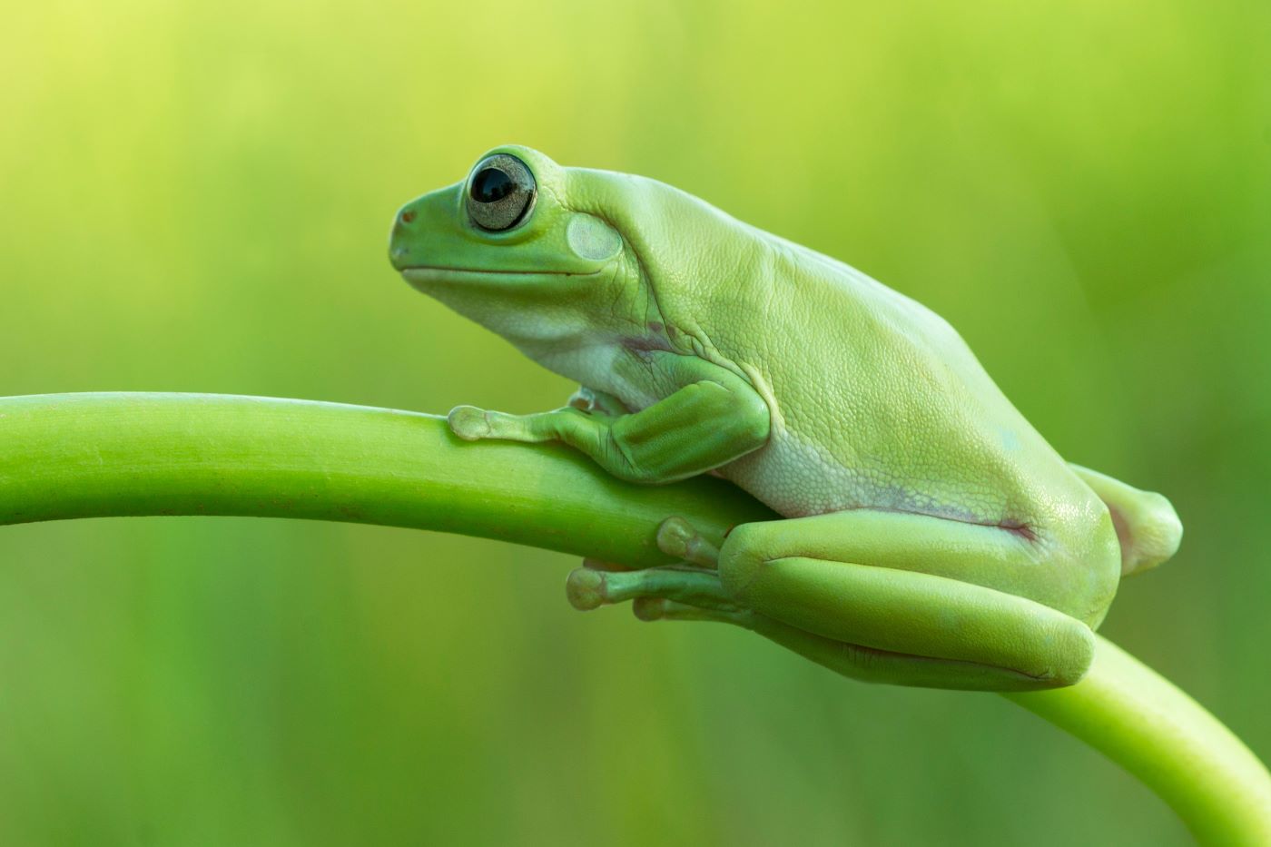 dumpy frog litoria caerulea on green leaves, dumpy frog on branch, tree frog on branch, amphibian closeup