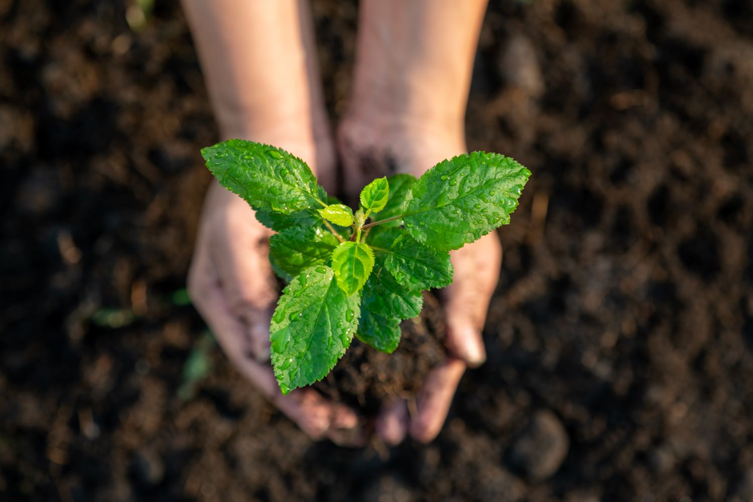 hands of a woman with soil and plant with wet leaves